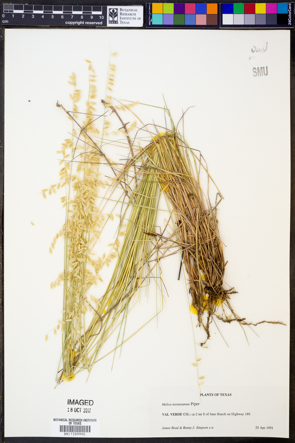 Melica montezumae image