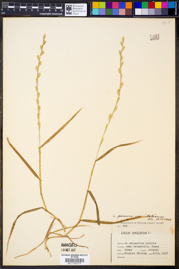 Lolium multiflorum image
