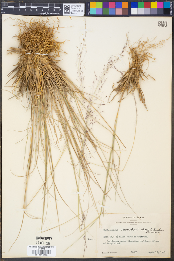 Muhlenbergia reverchonii image