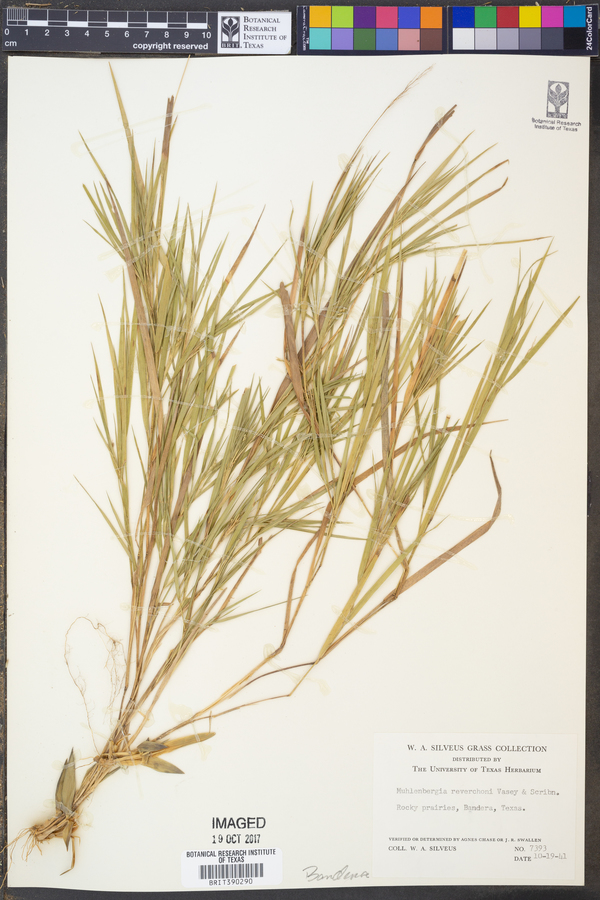 Muhlenbergia reverchonii image