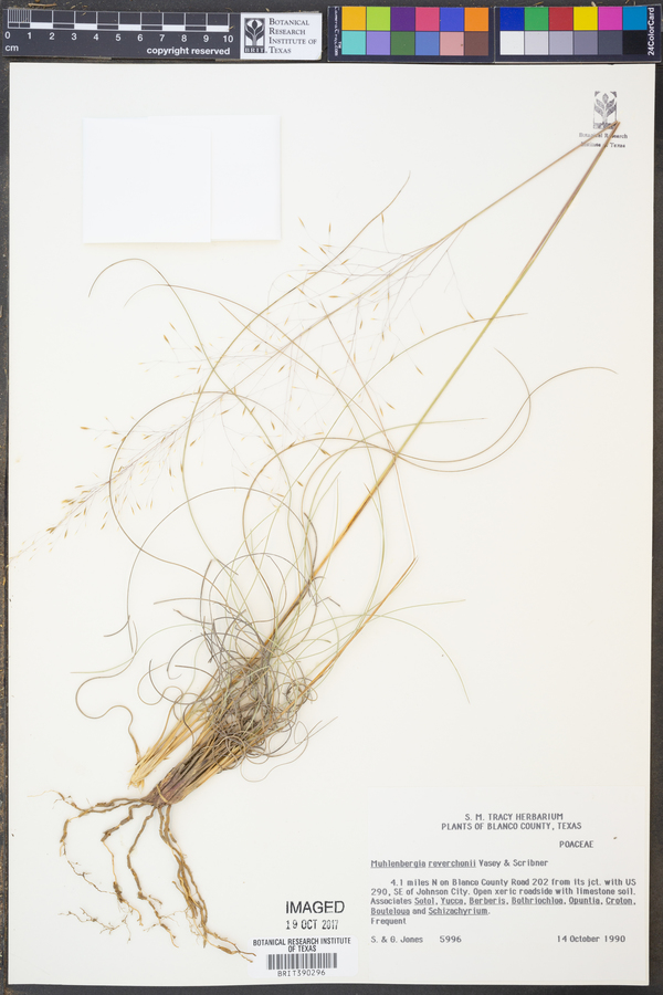 Muhlenbergia reverchonii image