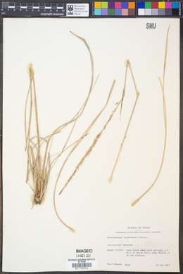 Muhlenbergia lindheimeri image