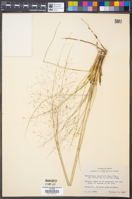 Muhlenbergia capillaris var. filipes image