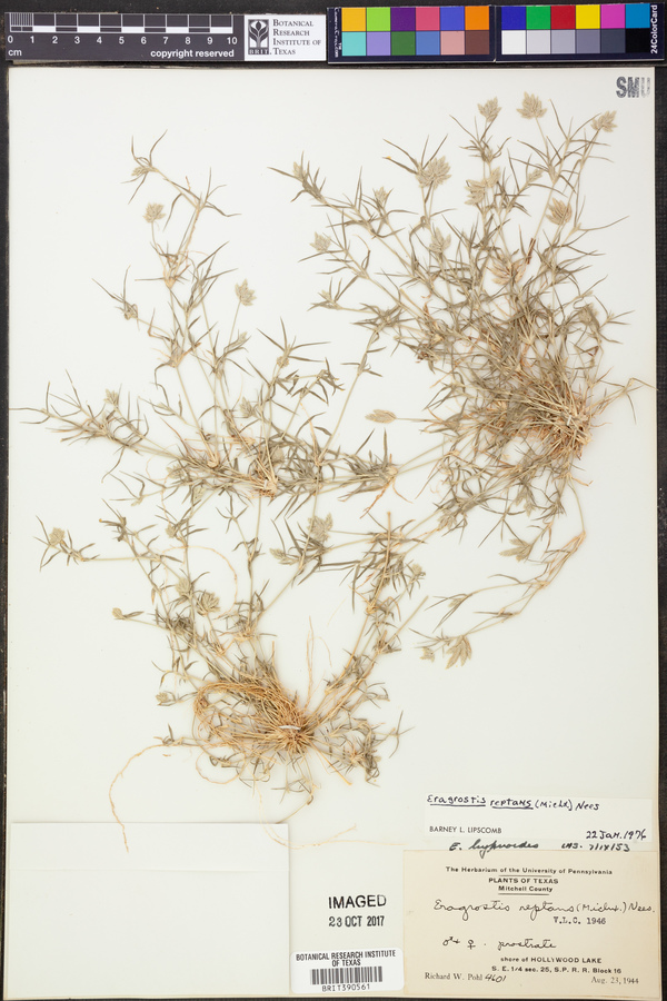 Eragrostis reptans image