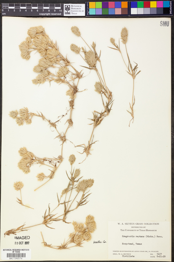 Eragrostis reptans image