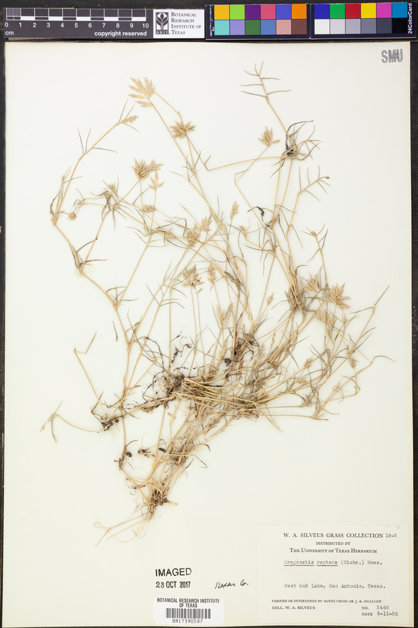 Eragrostis reptans image