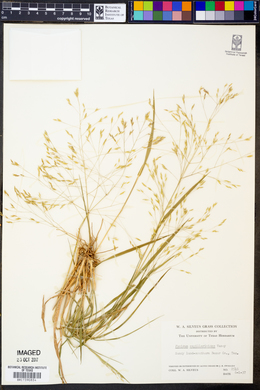 Panicum capillarioides image