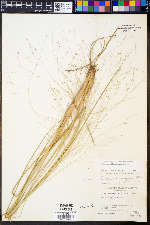 Panicum pilcomayense image