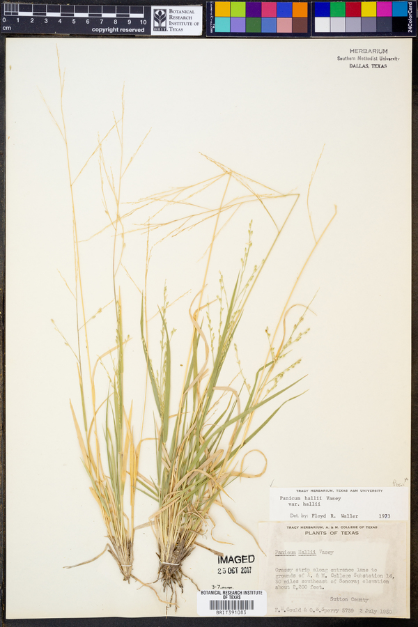 Panicum hallii var. hallii image