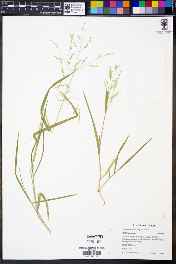 Panicum hallii var. hallii image