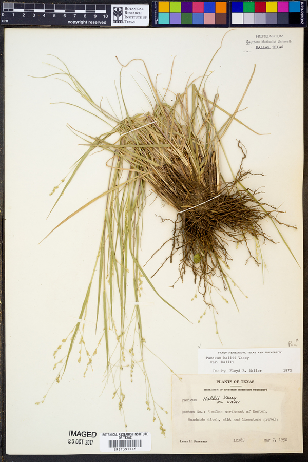 Panicum hallii var. hallii image
