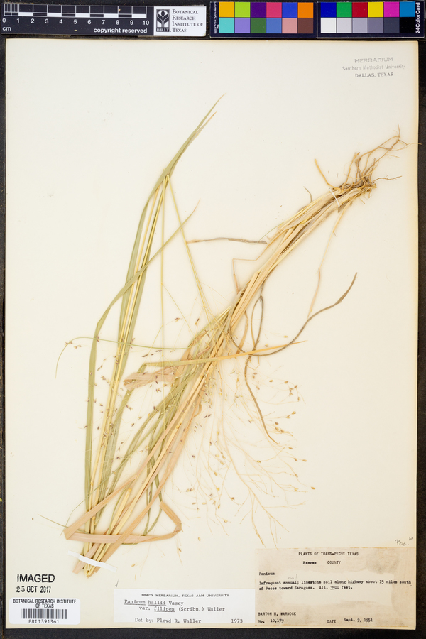 Panicum hallii var. filipes image