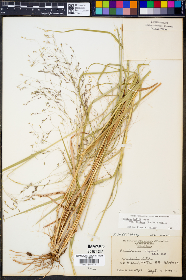 Panicum hallii var. filipes image