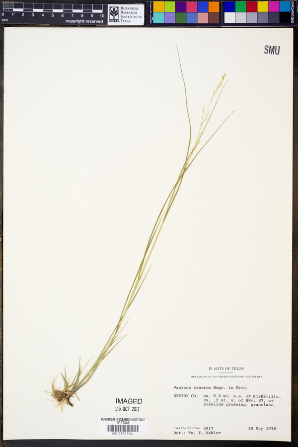 Panicum tenerum image