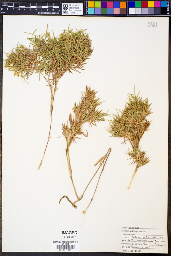 Panicum dichotomum image