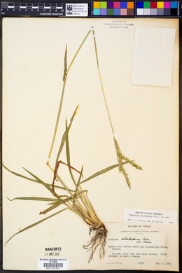 Paspalum dilatatum image