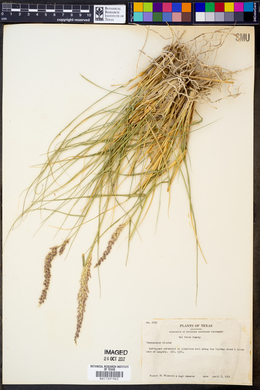 Pappophorum bicolor image