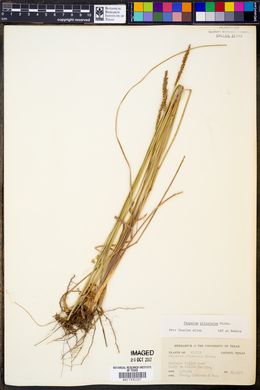 Paspalum plicatulum image