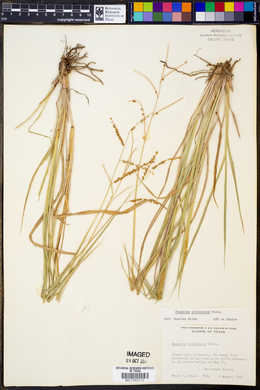 Paspalum plicatulum image