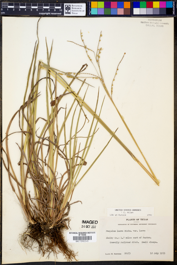 Paspalum laeve var. laeve image