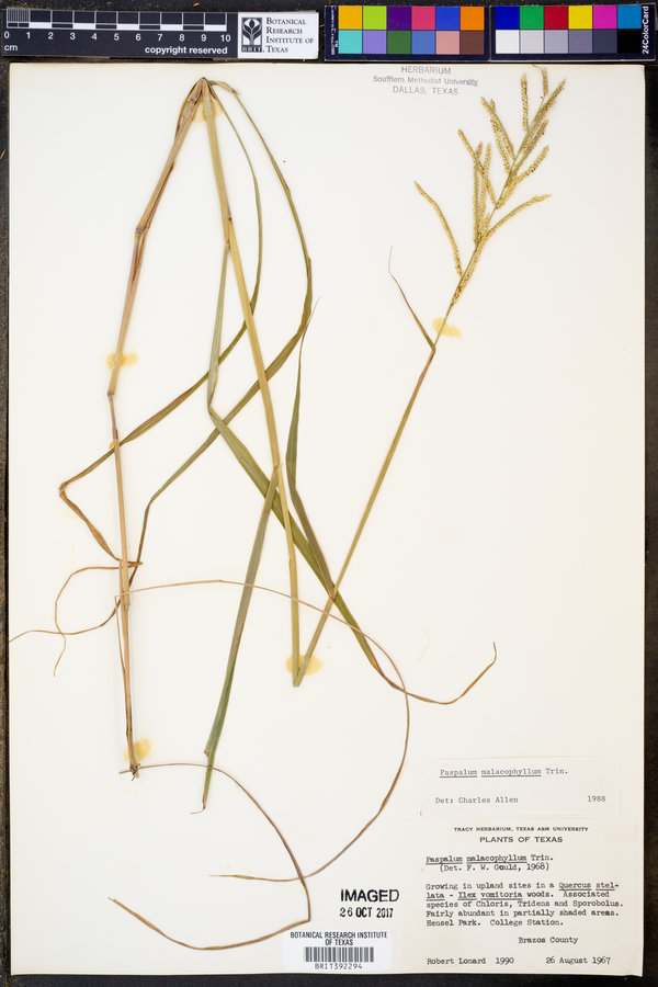 Paspalum malacophyllum image