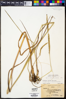 Paspalum floridanum image