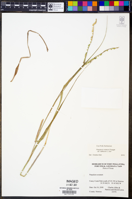 Paspalum notatum image