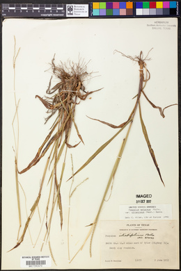 Paspalum setaceum var. stramineum image