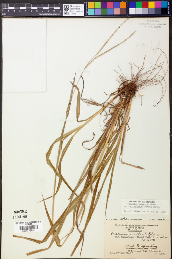 Paspalum setaceum var. stramineum image