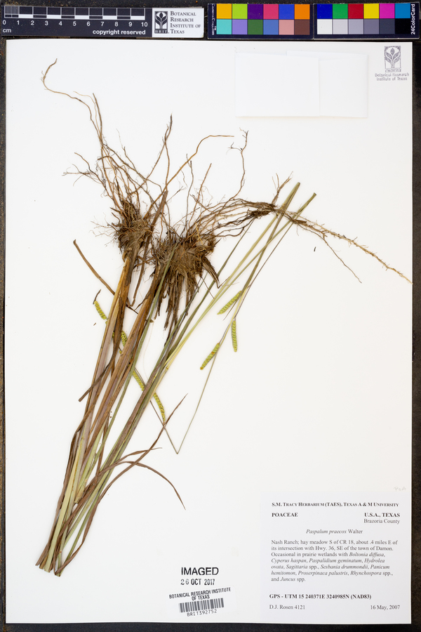 Paspalum praecox image