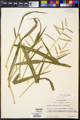 Paspalum pubiflorum var. pubiflorum image