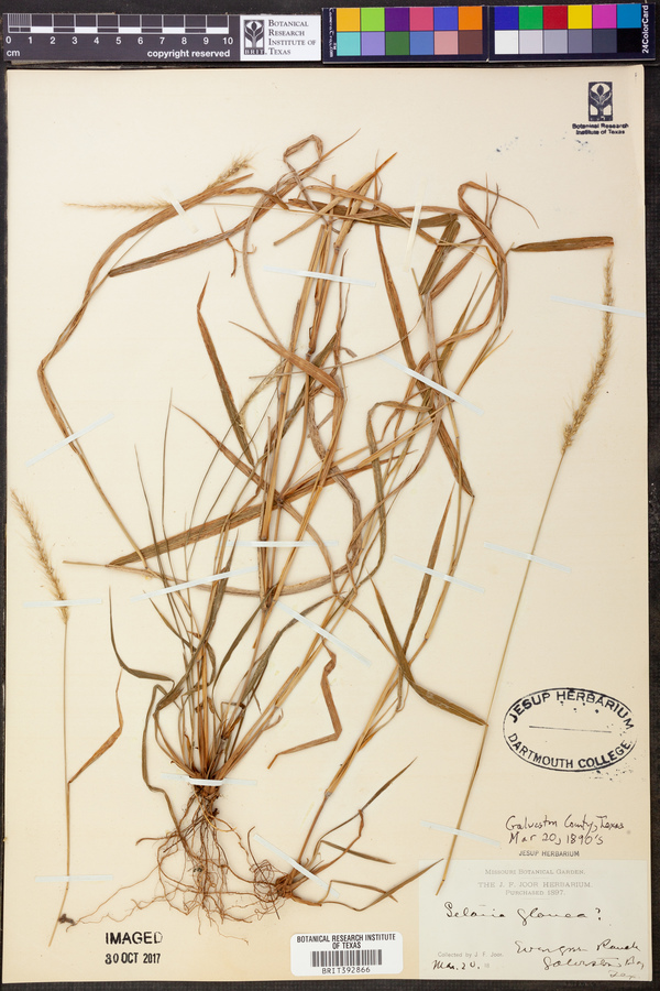 Elaeodendron glaucum image
