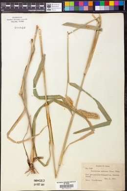 Pennisetum nervosum image
