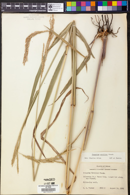 Paspalum urvillei image