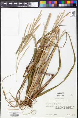 Paspalum urvillei image