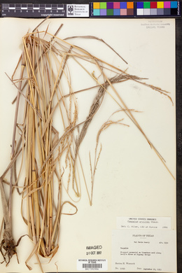 Paspalum urvillei image