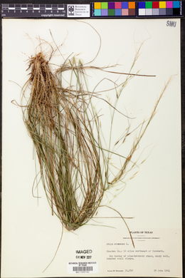 Stipa avenacea image