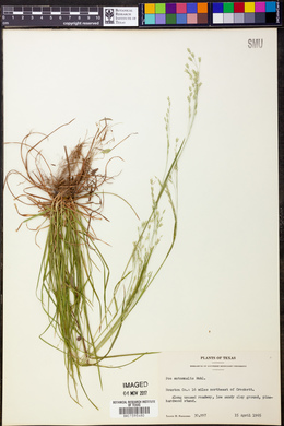 Poa autumnalis image