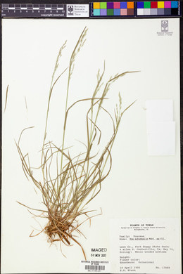 Poa autumnalis image