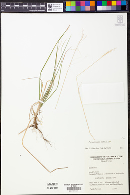 Poa autumnalis image