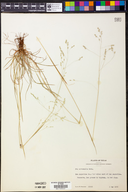 Poa autumnalis image