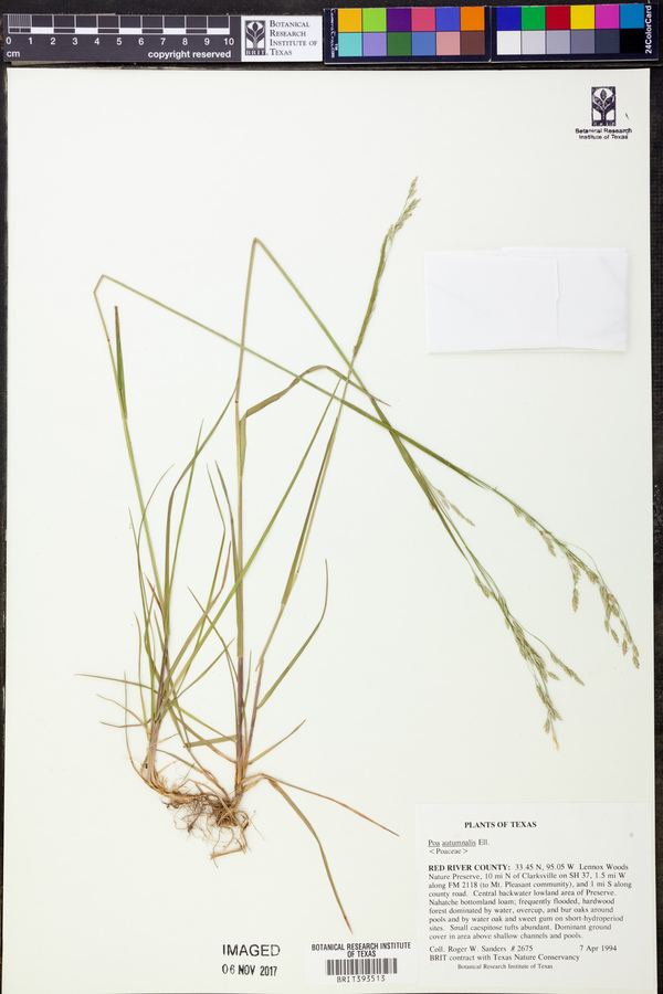 Poa autumnalis image