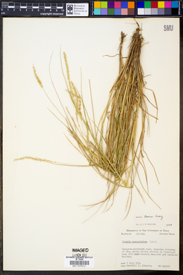 Setaria texana image