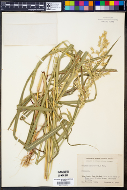 Sorghum halepense image