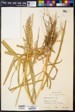 Sorghum halepense image