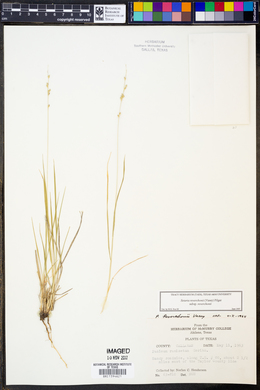Setaria reverchonii subsp. reverchonii image