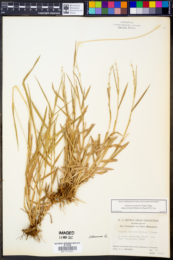 Setaria reverchonii subsp. firmula image