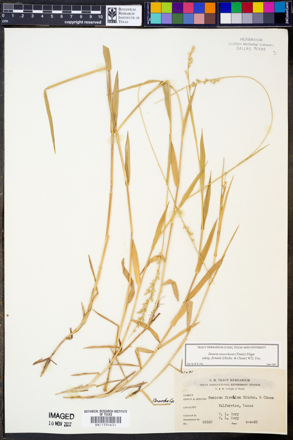 Setaria reverchonii subsp. firmula image