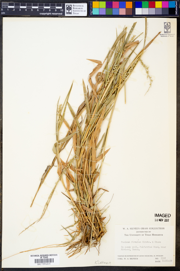 Setaria reverchonii subsp. firmula image