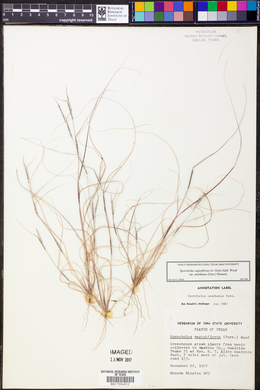 Sporobolus vaginiflorus var. ozarkanus image